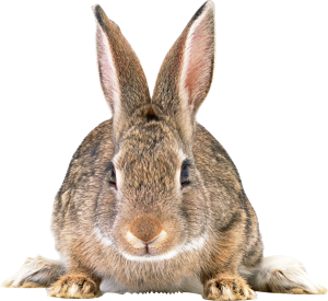 Gray rabbit PNG image-3798